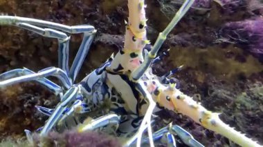 Panulirus versicolor, dikenli bir ıstakoz türüdür. Diğer isimler arasında boyanmış kaya ya da bambu ıstakozu, mavi ıstakoz ve mavi dikenli ıstakoz yer alıyor. Yüksek kaliteli film.