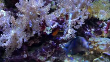 İkiz melek balığı (