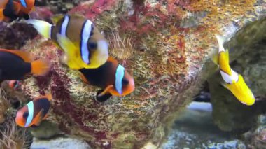 Tarçınlı palyaço balığı (Amphiprion melanopus ve Clarks anemonfish, Amphiprion clarkii), Pomacentridae familyasından Pomacentridae familyasına ait bir balık türü..