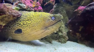 Dev moray insanlar için tehlikeli olabilir. Besin zincirinin tepesinde olduğu için zararlı ciguatera toksinlerinin biyobüyültüldüğü biliniyor. Yüksek kaliteli film