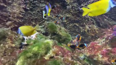 Tilki yüzlü tavşan balığı, Siganidae familyasına ait bir balık türü olan Siganidae familyasına ait bir balık türü olan Siganidae familyasına ait bir balık türü..