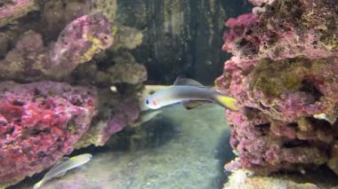 Ptereleotris Evides, Blackfin dartfish, dış resif yamaçlarında meydana gelir, ayrıca lagünlerde ve körfezlerde yaşar. Genellikle yetişkinler olarak çiftler ve çocuklar olarak küçük gruplar halinde. Yüksek kaliteli film.