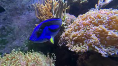 Paracanthurus hepatus, kraliyet balığı, palet cerrah balığı, kraliyet mavisi ya da su aygırı tang, mavi su aygırı tang, bayrak kuyruğu cerrah balığı, Pasifik kraliyet mavisi tang ve mavi cerrah balığı olarak bilinir. Yüksek kaliteli film.