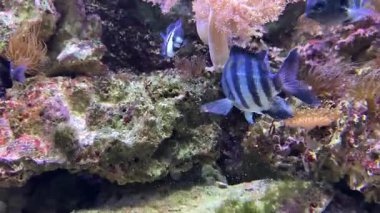 Hint Pasifik Çavuşu, Pomacentridae familyasından bir papatya balığı türüdür. Başçavuş olarak da bilinir ama bu isim genellikle Abudefduf Saxatilis 'e ayrılmıştır..