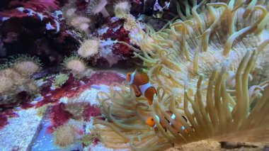 Osellaris palyaço balığı, Pomacentridae familyasından Pomacentridae familyasından Palyaço balığı ya da yaygın palyaço balığı olarak da bilinir. Yüksek kaliteli film