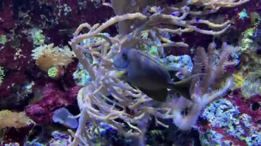 Çizgili cerrah balığı (