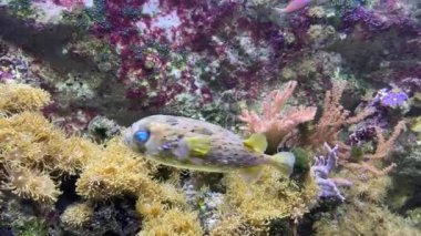 Siyah benekli kirpi balığı (ayrıca kısa omurga kirpi balığı olarak da bilinir), Diodontidae familyasının bir üyesidir. Diğer isimler lekeli kirpi balığı ve kahverengi sırtlı kirpi balığı..