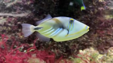 Kara çubuk tetikleyici balığı, Picasso tetikleyici balığı ya da Picassofish, Hindistan Pasifik bölgesindeki resiflerde 30 cm uzunluğunda bir tetik balığıdır..