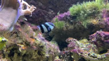 Dascyllus aruanus, Pomacentridae familyasından Palearktik bölgede yaşayan bir balık türü. Onlara akvaryum marş balığı deniyor.