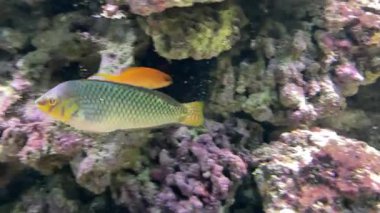 Halichoeres argus ya da Argus wrasse, Hindistan 'ın Batı Pasifik Okyanusu' nda Sri Lanka 'dan Fiji ve Tonga' ya, oradan da Tayvan 'ın kuzeyinden Avustralya' nın kuzeyine kadar uzanan bir tuzlu su türüdür.