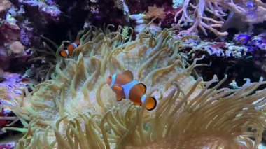 Osellaris palyaço balığı, Pomacentridae familyasından Pomacentridae familyasından Palyaço balığı ya da yaygın palyaço balığı olarak da bilinir. Yüksek kaliteli film