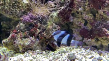 Dascyllus aruanus, Pomacentridae familyasından Palearktik bölgede yaşayan bir balık türü. Onlara akvaryum marş balığı deniyor.