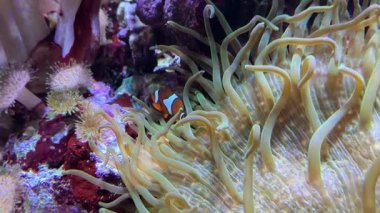 Osellaris palyaço balığı, Pomacentridae familyasından Pomacentridae familyasından Palyaço balığı ya da yaygın palyaço balığı olarak da bilinir. Yüksek kaliteli film