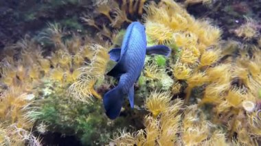 Neoglyphidodon oxyodon, Pomacentridae familyasından bir papatya balığı türüdür. Pasifik Okyanusu 'nda bulunur. Yüksek kaliteli FullHD görüntüler