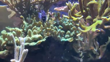 Dascyllus aruanus, Pomacentridae familyasından Palearktik bölgede yaşayan bir balık türü. Onlara akvaryum marş balığı deniyor.