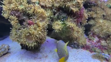 Balistapus undulatus, turuncu çizgili tetik balığı. Balistapus monotipik bir cins olmasına rağmen Balistoides cinsi ile yakından ilişkilidir. Yüksek kaliteli film