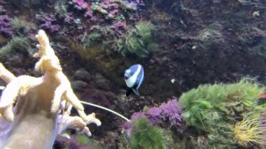 Dascyllus aruanus, Pomacentridae familyasından Palearktik bölgede yaşayan bir balık türü. Onlara akvaryum marş balığı deniyor.