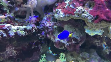 Chrysiptera parasema (ayrıca sarı kuyruklu genç kız, sarı kuyruklu mavi küçük hanım, altın kuyruklu matmazel ve diğer varyasyonlar olarak da bilinir), Hint Pasifik 'te yaşayan bir balık türüdür. Yüksek kaliteli film.