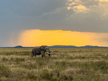 Kenya 'daki Tsavo Batı Ulusal Parkı' nda gün batımında Majestic Elephant. Doğadaki büyük tehlikeli hayvan, vahşi yaşam fotoğrafçılığı. Yüksek kalite fotoğraf