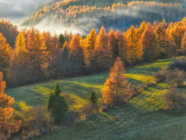 Güzel insansız hava aracı manzarası, Slovakya 'nın High Tatras dağ bölgesindeki altın renkli tarla ağaçlarıyla dolu sonbahar. Yüksek kalite fotoğraf