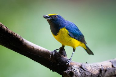 Benekli Euphonia imitans, Fringillidae familyasından bir kuş türüdür. Doğadaki kuş yuvası. Kosta Rika 'da kuş gözlemciliği. Doğadan vahşi yaşam sahnesi.