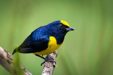 Benekli mutluluk, Fringillidae familyasından bir kuş türüdür. Kosta Rika ve Panama 'da bulunur. Doğadaki kuş yuvası. Kosta Rika 'da kuş gözlemciliği. Doğadan vahşi yaşam sahnesi.