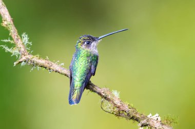 Talamanca sinekkuşu ya da takdire şayan sinekkuşu, Eugenes Spectabilis dağ taşlarında yaşayan bir sinekkuşu türüdür. Doğa habitatında. Kosta Rika 'da kuş gözlemciliği. Doğadan vahşi yaşam sahnesi.