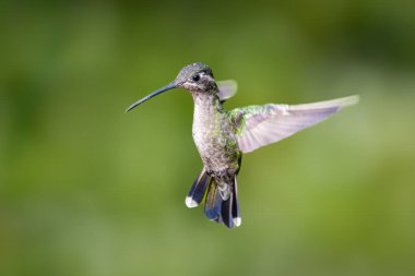 Talamanca sinekkuşu (