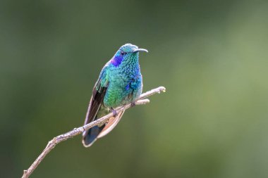 Daha az menekşe rengi Colibri siyanotus, aynı zamanda dağ menekşe kulağı olarak da bilinir, burada, doğa habitatında. Kosta Rika 'da kuş gözlemciliği. Doğadan vahşi yaşam sahnesi.