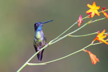 Talamanca sinekkuşu ya da takdire şayan sinekkuşu, Eugenes Spectabilis dağ taşlarında yaşayan bir sinekkuşu türüdür. Doğa habitatında. Kosta Rika 'da kuş gözlemciliği. Doğadan vahşi yaşam sahnesi.