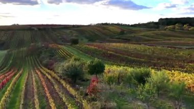 Çek Cumhuriyeti, Moravya Tuscany 'nin hareketli, pitoresk manzarası. Güzel bir sonbahar manzarası. Manzara fotoğrafçıları için dünyaca ünlü bir bölge. Conde Nast Traveller dergisi dünyanın en güzel 50 yeri arasında yer aldı..