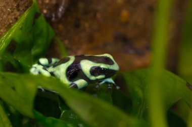 Yeşil ve siyah zehirli kurbağa yeşili. Bu tür, sivrisinek sayısını azaltmak amacıyla Oahu, Hawaii 'ye de getirildi. Yüksek kalite fotoğraf