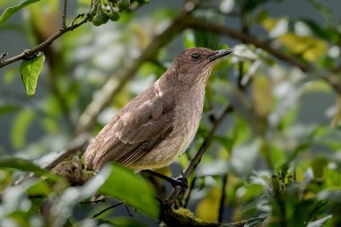 The mountain thrush Turdus plebejus is a large thrush which is found in Central America. Bird in the nature habitat, heavy rain. Birdwatching in Costa Rica. Wildlife scene from nature.