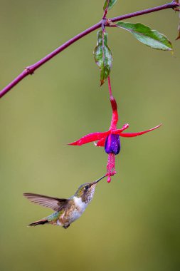 Volkan sinekkuşu Selasphorus flammula, Trochilinae familyasından Mellisugini kabilesinde bulunan bir sinekkuşu türüdür. Kosta Rika 'da kuş gözlemciliği. Doğadan vahşi yaşam sahnesi.
