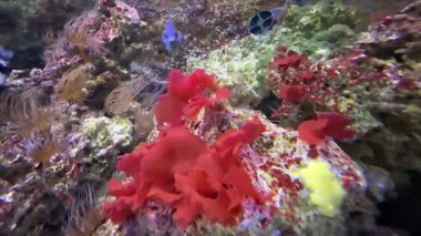 Kırmızı algler veya Rodophyta ökaryotik alglerin en eski gruplarından birini oluştururlar. Yüksek kaliteli FullHD görüntüler