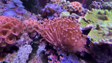 Micromussa lordhowensis, Acan Lord olarak da bilinen, taştan bir mercan türüdür. Goniopora, genellikle çiçek saksısı mercanı ya da papatya mercanı olarak adlandırılan koloni taş mercan cinsidir. Montipora konfeusa, bir mercan. Yüksek kaliteli FullHD görüntüler