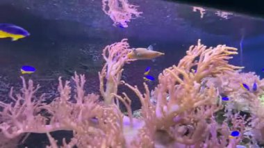 Canthigaster solandri ve Chrysiptera hemisiyanea, papaz balığı, gök mavisi veya yarı mavi matmazel olarak da bilinir. Hint Okyanusu ve Batı Pasifik 'e özgüdür.