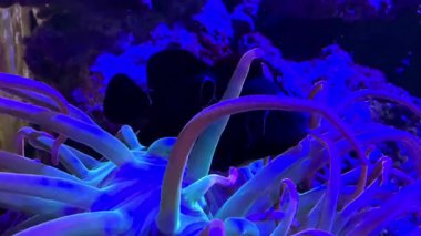 Kestane rengi palyaço balığı, Premnas biaculeatus, deniz akvaryumları ve biyologlar arasında yerini almış bir balıktır. Bu tür en büyük ve en agresif palyaço balıklarından biridir. Burada, Entacmaea 'da dört renkli. Yüksek kaliteli FullHD görüntüler