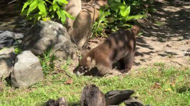 Beyaz burunlu koati, Nasua narica, doğada koatimundi olarak da bilinir. Kosta Rika 'da vahşi yaşam fotoğrafçılığı. Doğadan vahşi yaşam sahnesi.