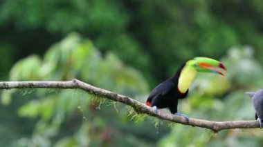 Ramphastos sulfuratus, Sülfür-gagalı Tukan olarak bilinen, kükürt-göğüslü Tukan, ya da gökkuşağı gagalı Tukan doğal ortamında. Kosta Rika 'da kuş gözlemciliği. Doğadan vahşi yaşam sahnesi.