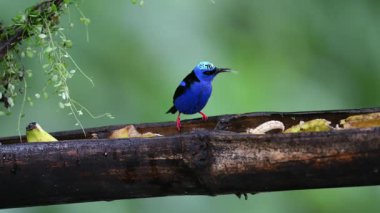Kırmızı bacaklı bal sürüngeni, siyanerpes siyaneus, bir besleyicide meyve yiyen kuş, doğal yaşam alanında mavi kuş. Kosta Rika 'da kuş gözlemciliği. Doğadan vahşi yaşam sahnesi.