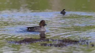 Mergellus albellus, ördekgiller familyasından bir ördek türü. Sudaki kuş, Taiga 'daki göl, Finlandiya. Ördek doğada yaşıyor. Vahşi yaşam fotoğrafçılığı. Yüksek kalite 4k görüntü