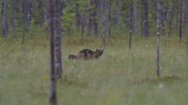 Wolverine. Gulo Gulo, Rusya sınırına yakın bir ormanda. Kendi yaşam alanı olan Finlandiya 'da hayvan davranışları. Fin Taiga 'sında Wolverine. Doğadan vahşi yaşam sahnesi. Nadir görülen bir hayvan. Yüksek kalite 4K görüntü
