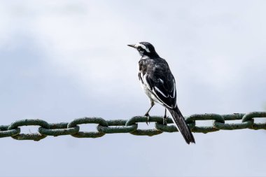 Afrika kuyruklu kuyrukluyıldız, Motacillidae familyasından bir kuş türü. Vahşi yaşam fotoğrafçılığı Afrika bozkırlarındaki hayvanların nazik davranışlarını ve ilişkilerini yakalıyor. Doğal ortamında bir hayvan. Kenya 'da kuş gözlemciliği.