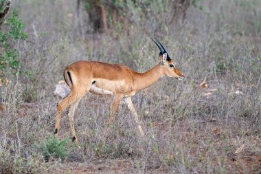 İmpala ya da rooibok Aepyceros melampus, Afrika 'nın doğusunda ve güneyinde bulunan orta büyüklükte bir antiloptur. Vahşi yaşam fotoğrafçılığı Afrika bozkırlarındaki hayvanların nazik davranışlarını ve ilişkilerini yakalıyor. Doğal ortamında bir hayvan..