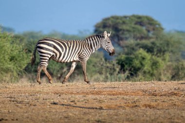 Zebra düzlükleri eski adıyla Equus burchellii, zebranın en yaygın ve coğrafi olarak yayılan türüdür. Vahşi yaşam fotoğrafçılığı Afrika bozkırlarındaki hayvanların nazik davranışlarını ve ilişkilerini yakalıyor. Doğal ortamında bir hayvan..