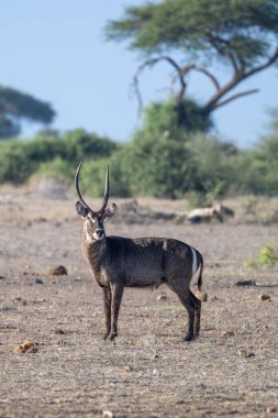 Su geyiği, Sahra altı Afrika 'da yaygın olarak bulunan büyük bir antiloptur. Vahşi yaşam fotoğrafçılığı Afrika bozkırlarındaki hayvanların nazik davranışlarını ve ilişkilerini yakalıyor. Doğal ortamdaki hayvanlar..