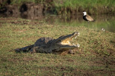 Nil timsahı timsah niloticus, Afrika 'da tatlı su habitatlarına özgü büyük bir timsah türüdür. Doğa habitatındaki hayvanlar. Kenya 'daki hayvanlar izliyor. Doğadan vahşi yaşam sahnesi.
