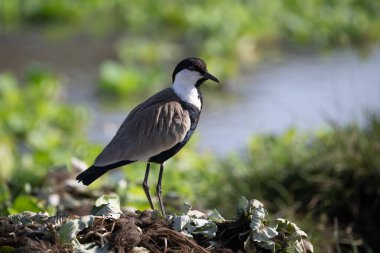 Kanatlı kanatlı kanatlı kanat, Charadriidae familyasındaki vahşi yaşam fotoğrafçılığında yer alan ve Afrika 'daki hayvan ve ilişkilerin davranışlarını yakalayan bir grup geniş bacaklı türdür. Doğal ortamında bir hayvan. Kenya 'da kuş gözlemciliği.