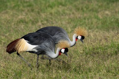 Gri taçlı turna, Afrika 'da yaşayan büyük bir turna türüdür. Vahşi yaşam fotoğrafçılığı Afrika bozkırlarındaki hayvanların nazik davranışlarını ve ilişkilerini yakalıyor. Doğal ortamında bir hayvan. Kenya 'da kuş gözlemciliği.